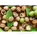 Kernel di noce cinesi pezzi leggeri